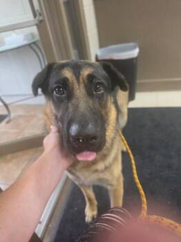Renegade -  German Shepherd Dog and Hound Dog for Adoption in New Cumberland, West Virginia - Renegade | PetCurious