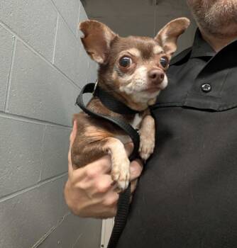 Dit -  Chihuahua Dog for Adoption in Brockton, Massachusetts - Dit | PetCurious