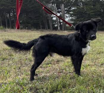 Rescue Border Collie and Mixed Breed Dogs for Adoption in Mckinleyville, California - RINGO | PetCurious