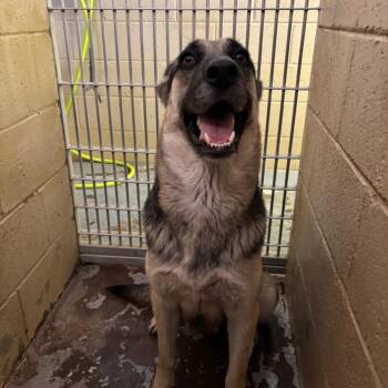 (CCSO) Gracie -  Shepherd Dog for Adoption in Douglas, Arizona - (CCSO) Gracie | PetCurious