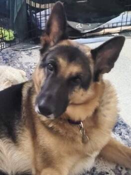 Rescue German Shepherd Dog Dogs for Adoption in Burien, Washington - Elijah | PetCurious