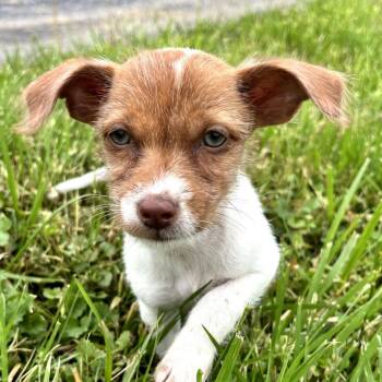 Jack Russell Terrier and Mixed Breed Dogs Available for Adoption in Potomac, Maryland - Tinker | PetCurious