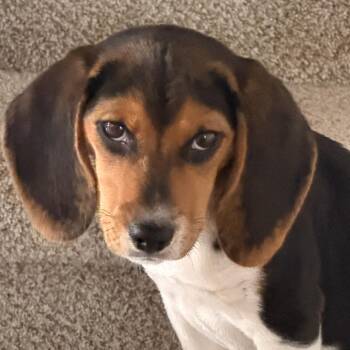 Lady Beans -  Beagle Dog for Adoption in Savannah, Georgia - Lady Beans | PetCurious