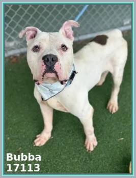 American Bulldog and Pit Bull Terrier Dogs Available for Adoption - BUBBA | PetCurious
