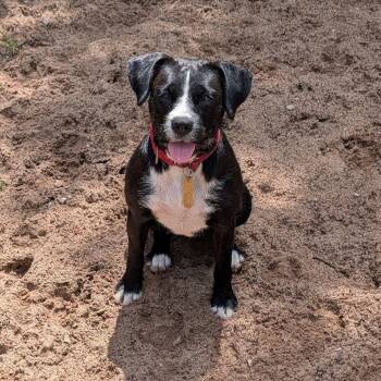 Syd -  Jack Russell Terrier and Boxer Dog for Adoption in Manistique, Michigan - Syd | PetCurious