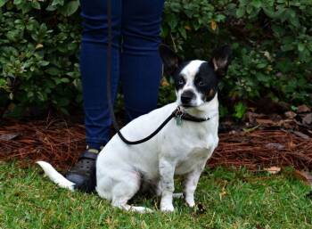 Rescue Rat Terrier Dogs for Adoption in Willingboro, New Jersey - Angel | PetCurious