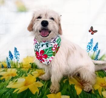 Border Terrier Dogs Available for Adoption in Canutillo, Texas - Oscar | PetCurious