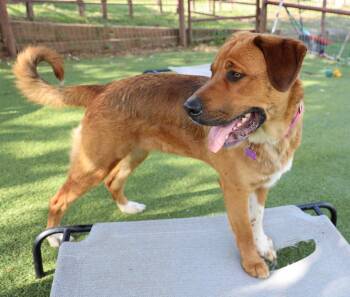 Black Mouth Cur and Rhodesian Ridgeback Dogs Available for Adoption in Fort Worth, Texas -  Nina | PetCurious