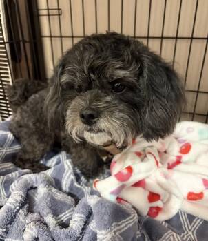 Miniature Poodle Dogs Available for Adoption in Richmond, Texas - Muffin | PetCurious