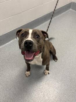 ZEUS -  Pit Bull Terrier Dog for Adoption in Indianapolis, Indiana - ZEUS | PetCurious