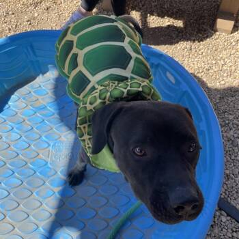 Gonti -  Mixed Breed Dog for Adoption in Philadelphia, Pennsylvania - Gonti | PetCurious