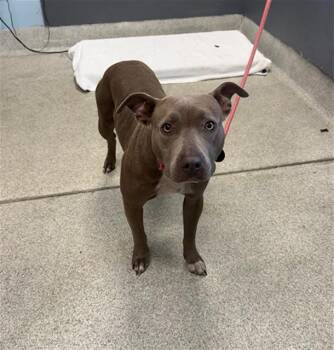 American Staffordshire Terrier and Mixed Breed Dogs Available for Adoption in Tallahassee, Florida - FATE | PetCurious