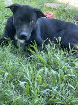 Border Collie Dogs Available for Adoption in Joshua, Texas - Nala | PetCurious