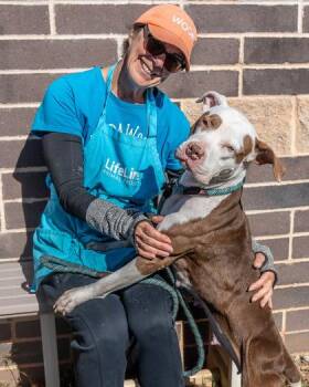 GingerAle -  Mixed Breed Dog for Adoption in Chamblee, Georgia - GingerAle | PetCurious