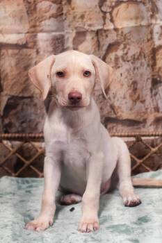 Nelson -  Mixed Breed Dog for Adoption in Dorr, Michigan - Nelson | PetCurious
