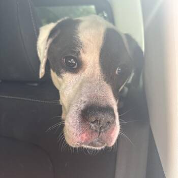 Jeepers -  Mixed Breed Dog for Adoption in Winston-salem, North Carolina - Jeepers | PetCurious