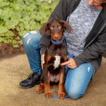 Bowie -  Doberman Pinscher Dog for Adoption in Chester Springs, Pennsylvania - Bowie | PetCurious