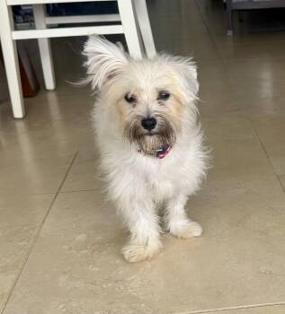 Havanese Dogs Available for Adoption in Cape Coral, Florida - Havoc | PetCurious