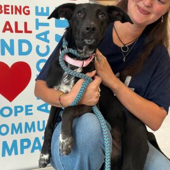Delta Dawn -  Mixed Breed Dog for Adoption in Morristown, Vermont - Delta Dawn | PetCurious
