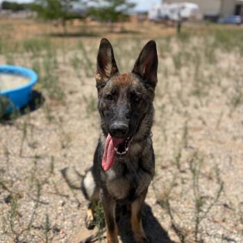 Lucia -  German Shepherd Dog Dog for Adoption in Taos, New Mexico - Lucia | PetCurious