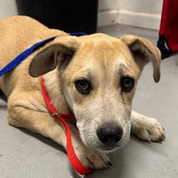 Rescue Mixed Breed Dogs for Adoption in Troy, Illinois - Pyrite | PetCurious