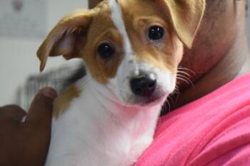 Chihuahua and Terrier Dogs Available for Adoption in Pahrump, Nevada - Tucker | PetCurious