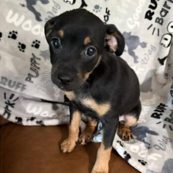 Big John Joyful -  Miniature Pinscher and Jack Russell Terrier Dog for Adoption in Andover, Massachusetts - Big John Joyful | PetCurious