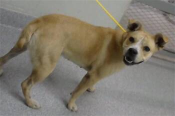 BEAUTY -  Pit Bull Terrier and Mixed Breed Dog for Adoption in Pasadena, Texas - BEAUTY | PetCurious