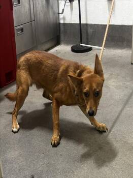 A573516 -  German Shepherd Dog and Mixed Breed Dog for Adoption - A573516 | PetCurious