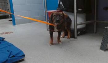 ROSIE -  German Shepherd Dog and Labrador Retriever Dog for Adoption in Albuquerque, New Mexico - ROSIE | PetCurious