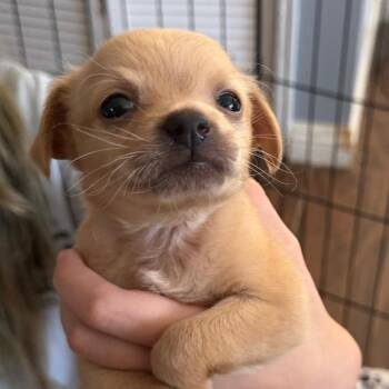 Bubba -  Chihuahua and Mixed Breed Dog for Adoption in Las Vegas, Nevada - Bubba | PetCurious
