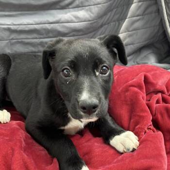 Mixed Breed Dogs Available for Adoption in Pulaski, Tennessee - Almond | PetCurious