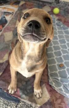 Labrador Retriever and Mixed Breed Dogs Available for Adoption in Brewster, Massachusetts - HAZEL | PetCurious