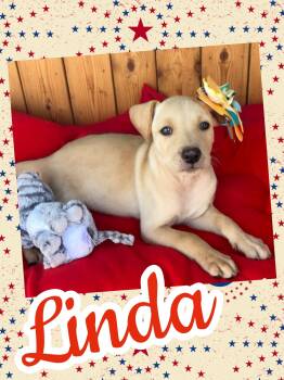 Linda -  Border Collie and Labrador Retriever Dog for Adoption in Ringwood, New Jersey - Linda | PetCurious