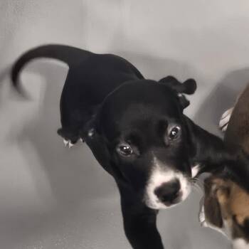 Nate -  Hound Dog for Adoption in Kalamazoo, Michigan - Nate | PetCurious