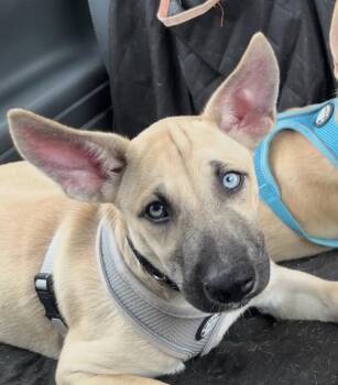 Tequila -  Shepherd Dog for Adoption in Tallahassee, Florida - Tequila | PetCurious
