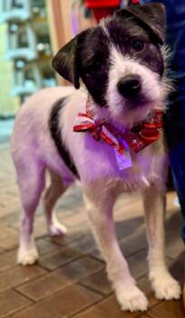 Cosmo -  Terrier Dog for Adoption - Cosmo | PetCurious