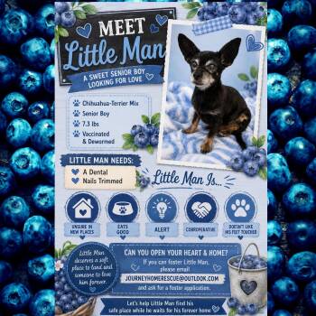 Little Man -  Chihuahua and Terrier Dog for Adoption in East Wenatchee, Washington - Little Man | PetCurious