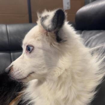 Spyro -  Mixed Breed Dog for Adoption in Dekalb, Illinois - Spyro | PetCurious
