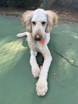 Pippen -  Golden Retriever and Poodle Dog for Adoption in Holly Springs, North Carolina - Pippen | PetCurious