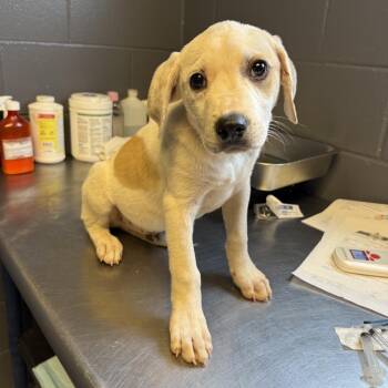 TUSC-Stray-84661_2_3 -  Hound and Labrador Retriever Dog for Adoption in Tuscaloosa, Alabama - TUSC-Stray-84661_2_3 | PetCurious
