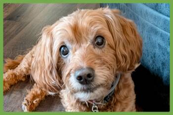 Cedrik -  Goldendoodle Dog for Adoption in Amherst, Massachusetts - Cedrik | PetCurious