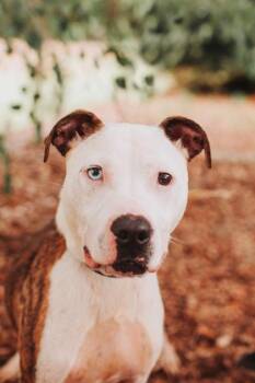 04569B Walter -  American Staffordshire Terrier and Mixed Breed Dog for Adoption in North Charleston, South Carolina - 04569B Walter | PetCurious