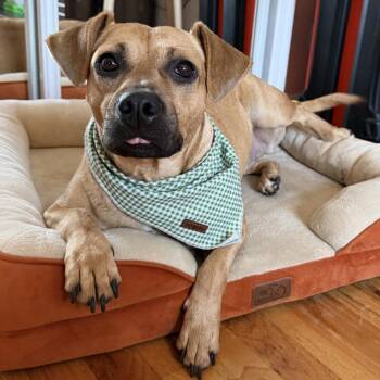 Pancake -  Retriever Dog for Adoption in New York, New York - Pancake | PetCurious