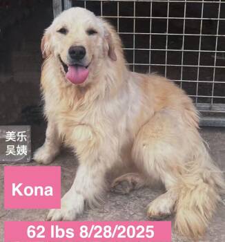 Golden Retriever Dogs Available for Adoption in Houston, Texas - Kona | PetCurious
