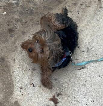 Trevor York -  Yorkshire Terrier Dog for Adoption in Milton, Georgia - Trevor York | PetCurious