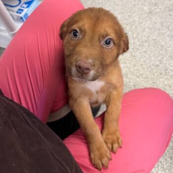 Mixed Breed Dogs Available for Adoption - Solitaire | PetCurious