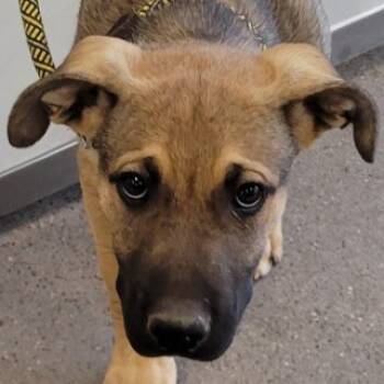 Rescue Mixed Breed Dogs for Adoption in Las Cruces, New Mexico - 99650 | PetCurious