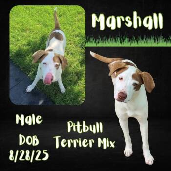 Marshall -  Pit Bull Terrier and Hound Dog for Adoption in Caldwell, Texas - Marshall | PetCurious