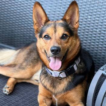AJ -  German Shepherd Dog and Mixed Breed Dog for Adoption in Rossville, Georgia - AJ | PetCurious